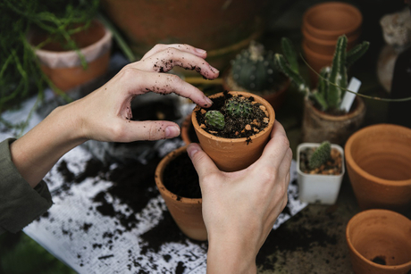 plant-sade-tuistuin.jpg